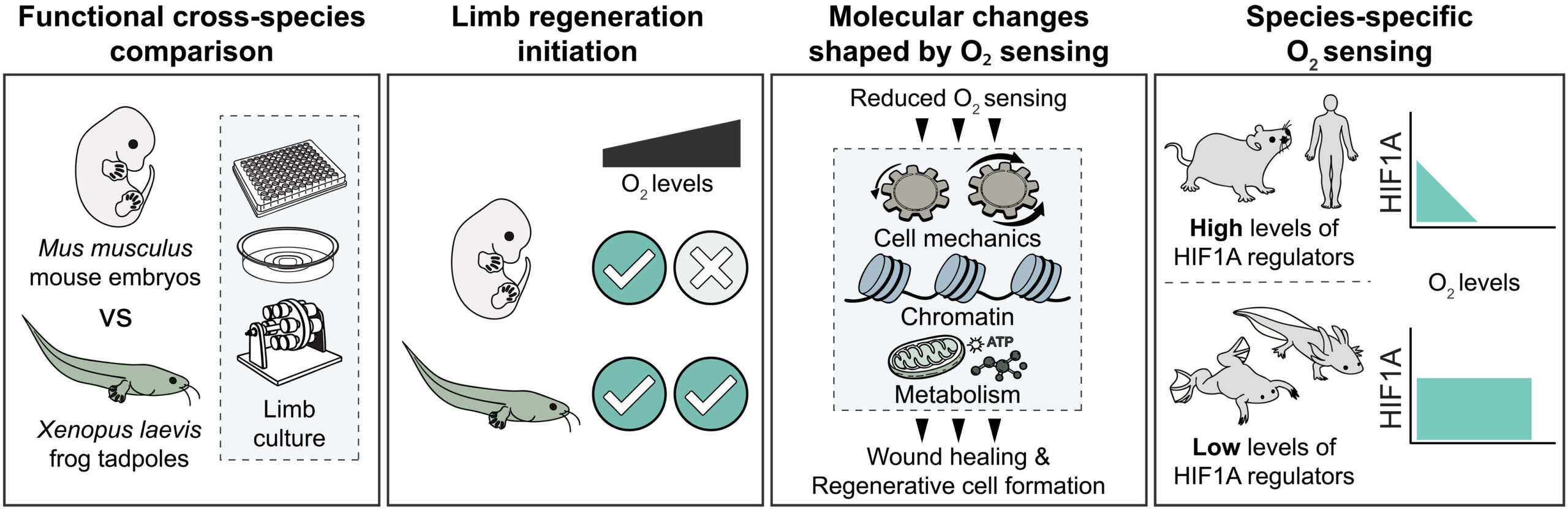 酸素が四肢再生能力を左右する仕組みを解明（When oxygen determines if a limb can regrow）