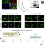 老化脳の炎症を抑制し記憶を回復する新療法（New therapy is turning back the clock in aging brains）