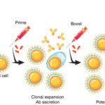 免疫系に治療タンパク質を生成させる技術（Programming immune system to produce therapeutic proteins）