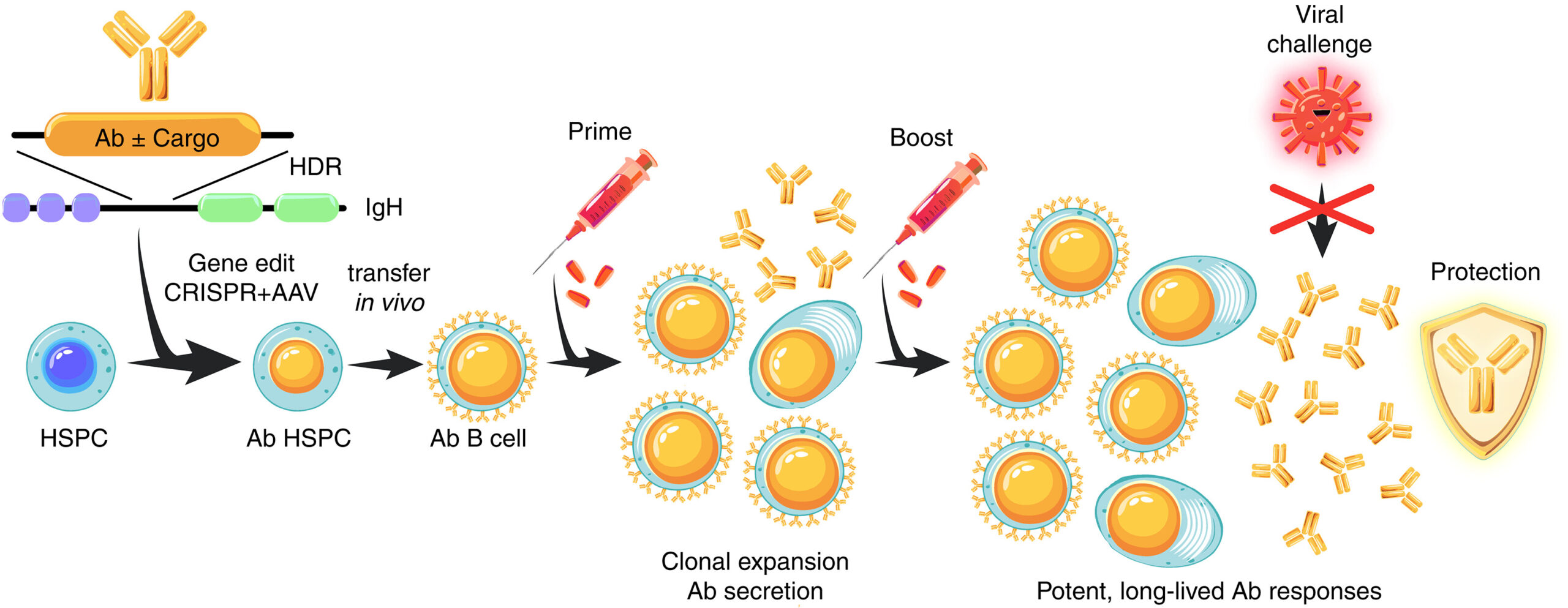 免疫系に治療タンパク質を生成させる技術（Programming immune system to produce therapeutic proteins）
