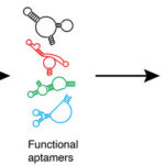 黄色ブドウ球菌を迅速識別する色変化検査の開発（Colour test ‘sniffs out’ dangerous staph strains fast）