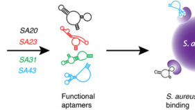 黄色ブドウ球菌を迅速識別する色変化検査の開発（Colour test ‘sniffs out’ dangerous staph strains fast）
