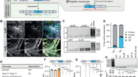 認知症研究のための有望な細胞モデルを開発（Promising cell model for dementia research）
