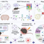 アルツハイマー病の「ブレーキ遺伝子」を特定（Study Reveals ‘brake’ Gene for Alzheimer’s Disease）
