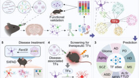 アルツハイマー病の「ブレーキ遺伝子」を特定（Study Reveals ‘brake’ Gene for Alzheimer’s Disease）