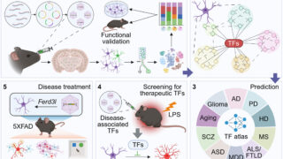 アルツハイマー病の「ブレーキ遺伝子」を特定（Study Reveals ‘brake’ Gene for Alzheimer’s Disease）