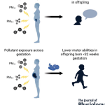 胎児期の大気汚染曝露が発達遅延に関連(Air pollution exposure in the womb linked to slower development) 胎児期の大気汚染曝露が発達遅延に関連(Air pollution exposure in the womb linked to slower development)