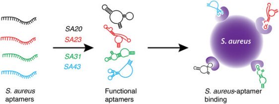 黄色ブドウ球菌を迅速識別する色変化検査の開発（Colour test ‘sniffs out’ dangerous staph strains fast）