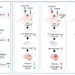 動物モデル選択の教訓：脳卒中後の神経炎症におけるTrem2の役割の解明（A Lesson in Animal Model Choice: Uncovering the Role of Trem2 in Post-Stroke Neuroinflammation）