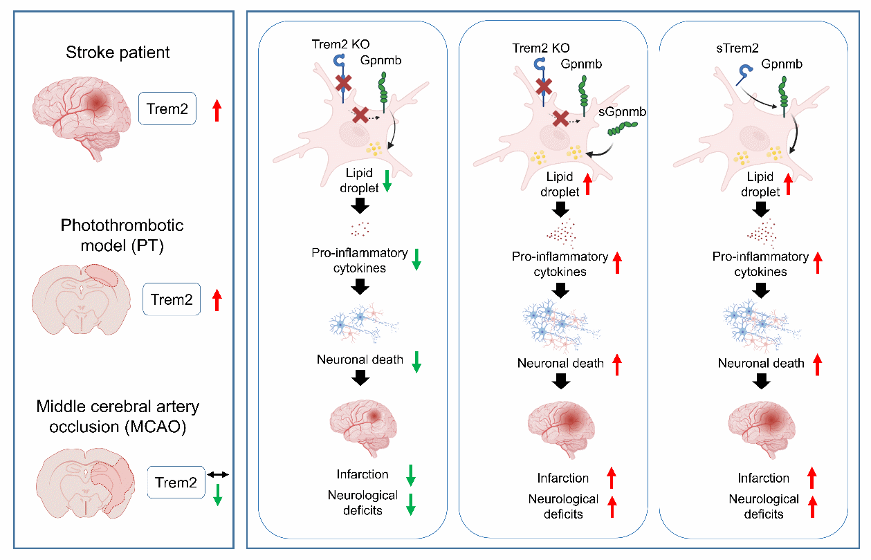 動物モデル選択の教訓：脳卒中後の神経炎症におけるTrem2の役割の解明（A Lesson in Animal Model Choice: Uncovering the Role of Trem2 in Post-Stroke Neuroinflammation）