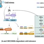 ジャスモン酸シグナルがバミューダグラスの耐寒性を向上（Jasmonate Signaling Module Boosts Cold Tolerance in Bermudagrass）