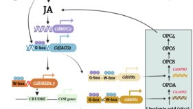 ジャスモン酸シグナルがバミューダグラスの耐寒性を向上（Jasmonate Signaling Module Boosts Cold Tolerance in Bermudagrass）