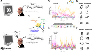 脳は心的イメージ形成時に視覚系ニューロンを利用する（Imagine That: Brain Uses Neurons from Vision System When Forming Mental Imagery）