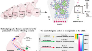 ヒト脳発達において抑制性ニューロン産生を維持する新規神経幹細胞の同定（Newly identified neural stem cells sustain inhibitory neuron production in the developing human brain）