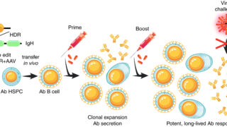 免疫系に治療タンパク質を生成させる技術（Programming immune system to produce therapeutic proteins）