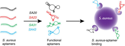 黄色ブドウ球菌を迅速識別する色変化検査の開発(Colour test ‘sniffs out’ dangerous staph strains fast) 黄色ブドウ球菌を迅速識別する色変化検査の開発(Colour test ‘sniffs out’ dangerous staph strains fast)