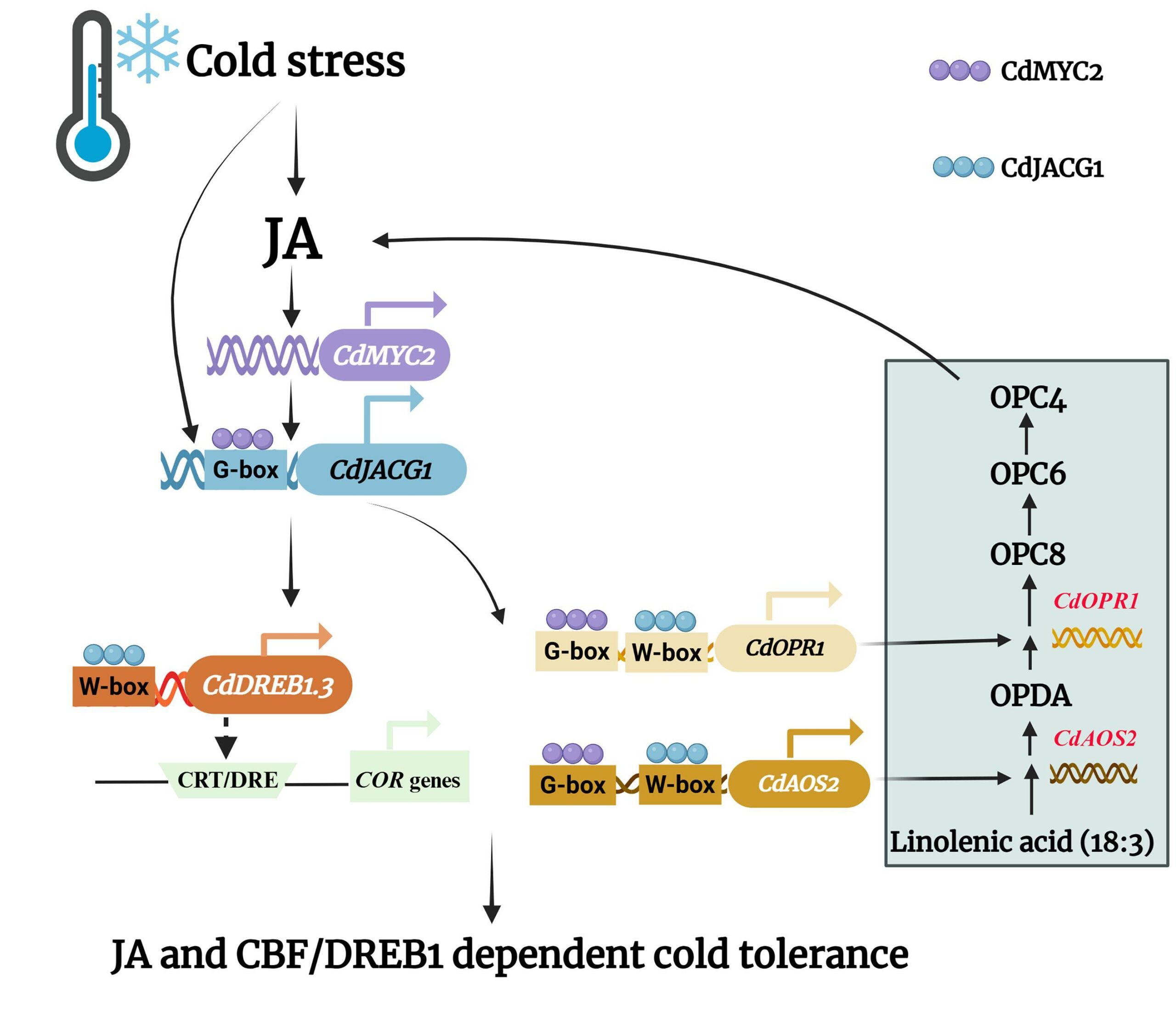 ジャスモン酸シグナルがバミューダグラスの耐寒性を向上（Jasmonate Signaling Module Boosts Cold Tolerance in Bermudagrass）