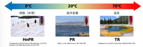 タンパク質の温度適応を決める新原理を解明 ～「しなやかさ」ではなく反応エネルギーが鍵～