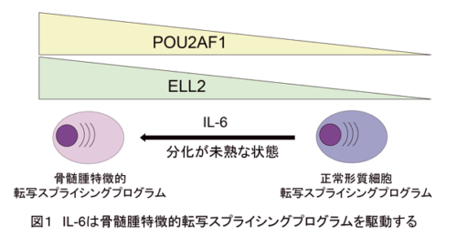 多発性骨髄腫を駆動する転写スプライシング制御機構を解明～核酸医薬品を用いた新しい治療法の開発に期待～