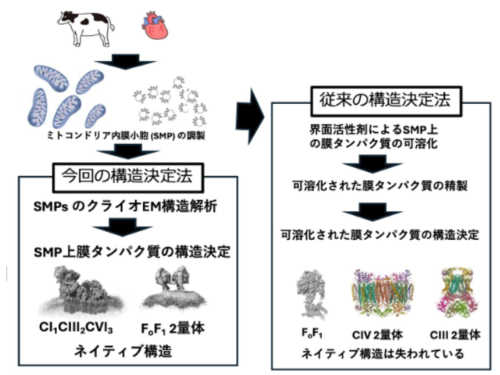 ミトコンドリア膜中でのATP合成酵素と呼吸超複合体の超分子構造を高分解能で可視化