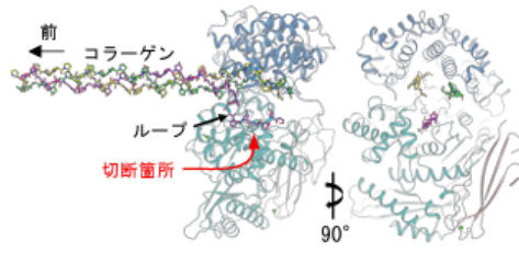 組織侵襲性細菌が組織を壊す仕組みを解明！～移植再生医療に応用の可能性～