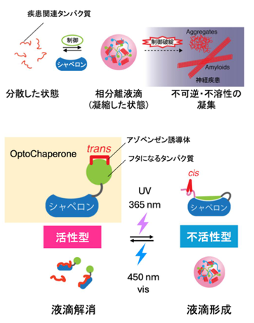 光でタンパク質の「凝縮」と「溶解」を自在に操る新技術を開発～ALSやアルツハイマー病などの治療法開発を加速する技術基盤～