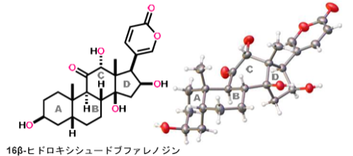 ヒキガエル由来の抗がん活性ステロイドの 世界初の完全化学合成 ―16β-ヒドロキシシュードブファレノジンの収束的全合成―