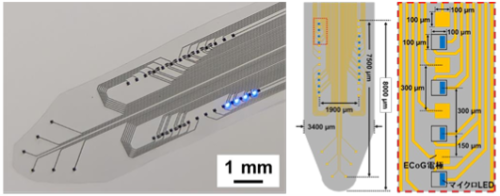 マウス脳を広域カバーするフィルム型神経デバイスを開発 ～大脳皮質頭頂部から側頭深部まで光刺激と神経記録を同時に実現～