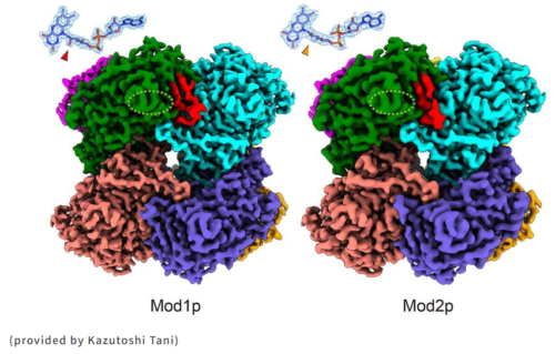 メタノールを効率よくエネルギー変換する酵素の立体構造を解明