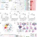 エクスパンシン遺伝子の喪失が植物の水中適応を促進（From Land to Water: Expansin Gene Loss Helps Plants Thrive in Water）