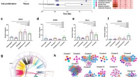 エクスパンシン遺伝子の喪失が植物の水中適応を促進（From Land to Water: Expansin Gene Loss Helps Plants Thrive in Water）