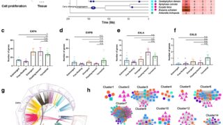 エクスパンシン遺伝子の喪失が植物の水中適応を促進（From Land to Water: Expansin Gene Loss Helps Plants Thrive in Water）