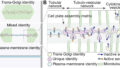 植物細胞壁形成のシグナル機構を解明（Discovery on plant cell wall formation）