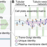植物細胞壁形成のシグナル機構を解明（Discovery on plant cell wall formation）