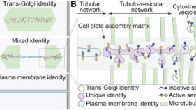 植物細胞壁形成のシグナル機構を解明（Discovery on plant cell wall formation）