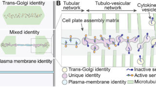 植物細胞壁形成のシグナル機構を解明（Discovery on plant cell wall formation）