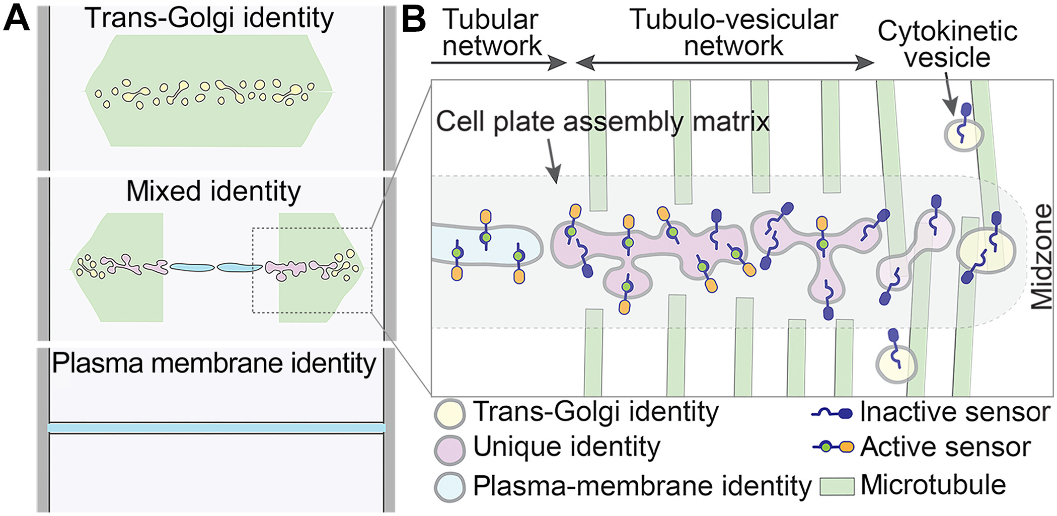 植物細胞壁形成のシグナル機構を解明（Discovery on plant cell wall formation）