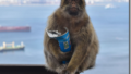 サルが高カロリー食品消化のため土壌摂取を学習していたことを確認（Monkeys learn to eat soil so they can tolerate high-calorie junk food）