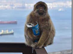 サルが高カロリー食品消化のため土壌摂取を学習していたことを確認（Monkeys learn to eat soil so they can tolerate high-calorie junk food）