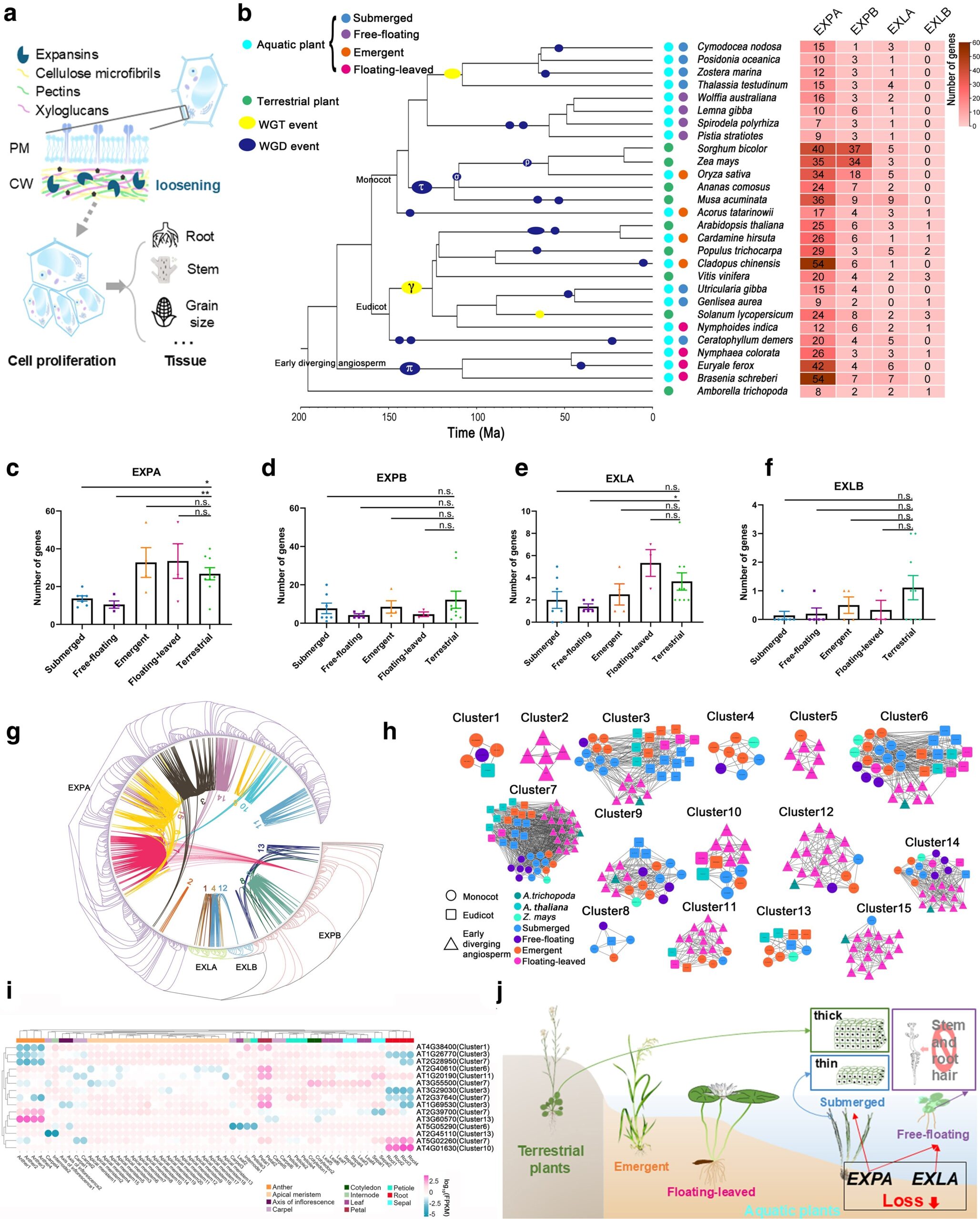エクスパンシン遺伝子の喪失が植物の水中適応を促進（From Land to Water: Expansin Gene Loss Helps Plants Thrive in Water）