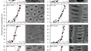 マングローブが塩害と干ばつを生き延びる仕組みを解明（Mangroves Survive Salt and Drought by Putting Hydraulic Safety First）