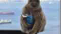 サルが高カロリー食品消化のため土壌摂取を学習していたことを確認（Monkeys learn to eat soil so they can tolerate high-calorie junk food）