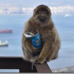 サルが高カロリー食品消化のため土壌摂取を学習していたことを確認(Monkeys learn to eat soil so they can tolerate high-calorie junk food) サルが高カロリー食品消化のため土壌摂取を学習していたことを確認(Monkeys learn to eat soil so they can tolerate high-calorie junk food)