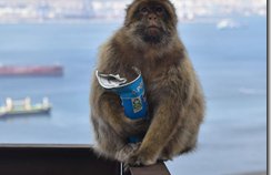 サルが高カロリー食品消化のため土壌摂取を学習していたことを確認（Monkeys learn to eat soil so they can tolerate high-calorie junk food）