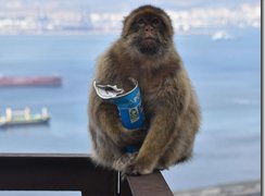 サルが高カロリー食品消化のため土壌摂取を学習していたことを確認（Monkeys learn to eat soil so they can tolerate high-calorie junk food）