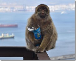 サルが高カロリー食品消化のため土壌摂取を学習していたことを確認（Monkeys learn to eat soil so they can tolerate high-calorie junk food）