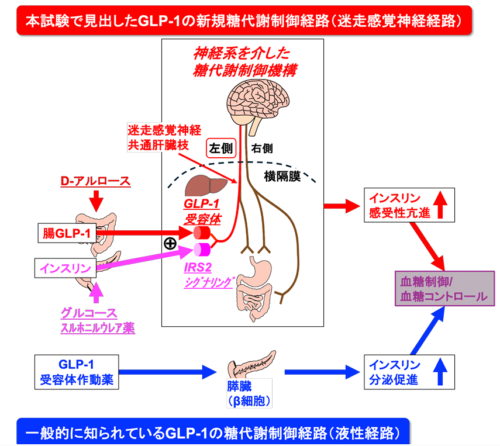 希少糖D-アルロースが少ないインスリン分泌量で高血糖を改善するメカニズムを解明 〜腸と膵臓のホルモンが連携し、迷走感覚神経を介してインスリン抵抗性を改善〜