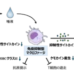 マダニの唾液はマクロファージ依存性に宿主免疫を抑制する～制御性T細胞の誘導を介したマダニの免疫回避機構の解明に期待～