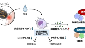 マダニの唾液はマクロファージ依存性に宿主免疫を抑制する～制御性T細胞の誘導を介したマダニの免疫回避機構の解明に期待～