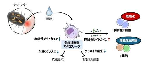 マダニの唾液はマクロファージ依存性に宿主免疫を抑制する～制御性T細胞の誘導を介したマダニの免疫回避機構の解明に期待～
